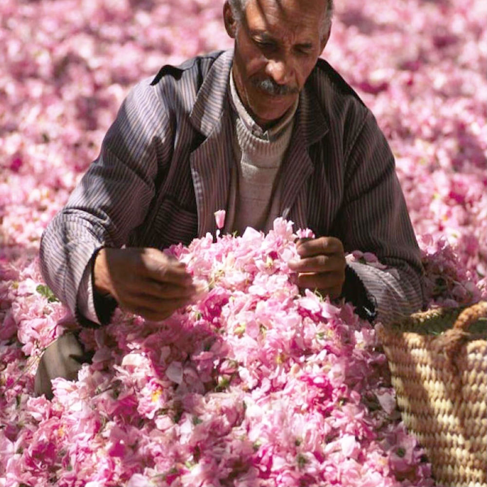 Huile essentielle de rose de Damas