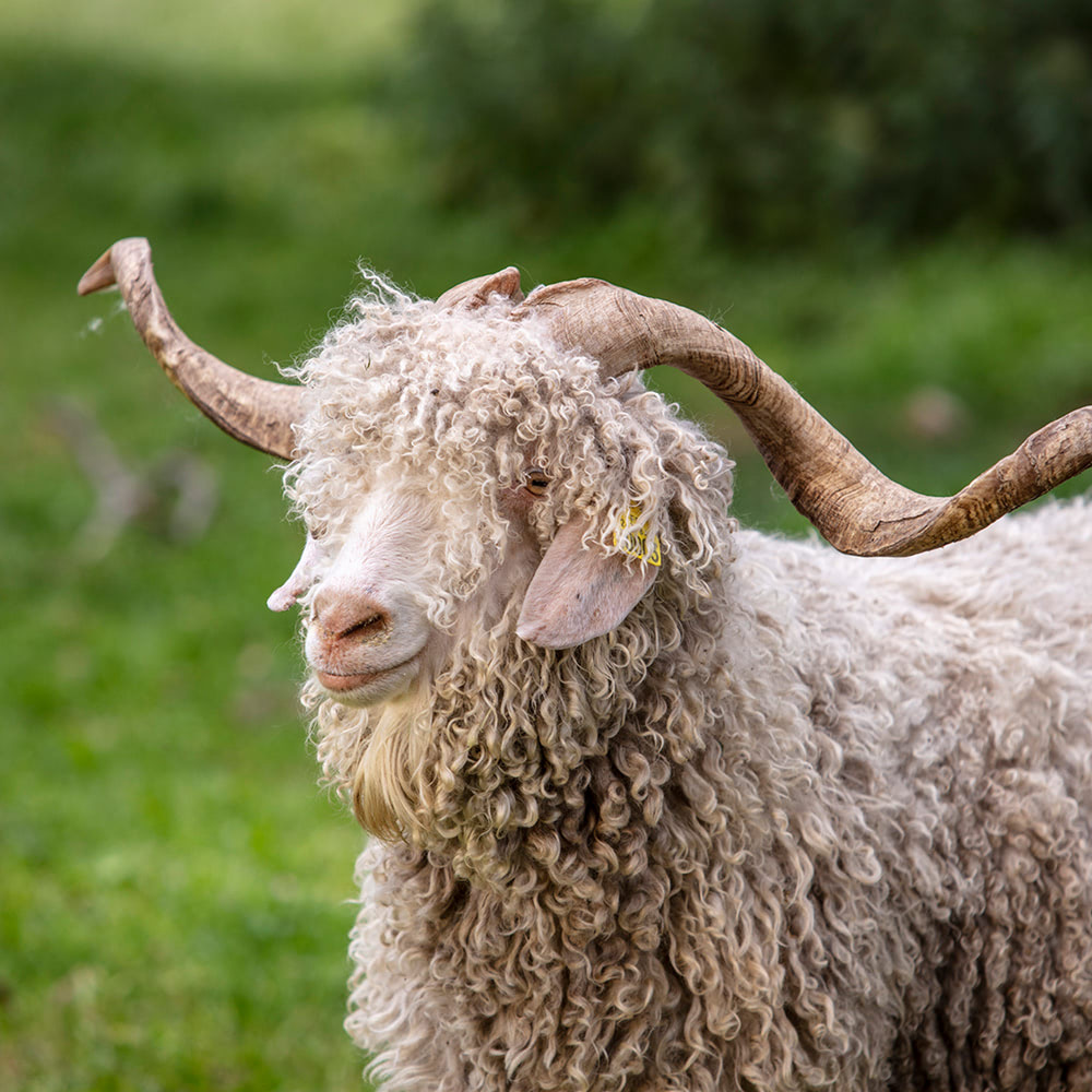 Le Mohair Des Fermes de France